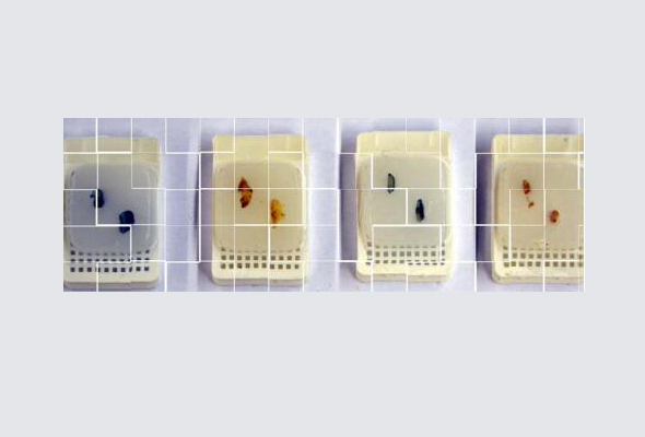 生物組織